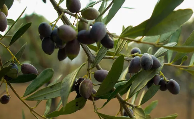 Soğuk Sıkım Zeytin Yağı Nedir?